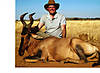 Red_hartebeest_2_Namibia.jpg