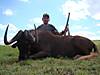 Rodrigo_Black_wildebeest_and_blesbuck_009.JPG