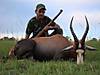 Rodrigo_Black_wildebeest_and_blesbuck_071.JPG