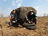 Seventh_bull_-_Zimbabwe_October_2013.JPG