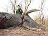 Sixth_bull_-_Zimbabwe_October_2013.JPG