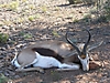 Springbuck6.jpg