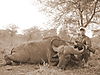 Tanzania_Hunting_002.JPG