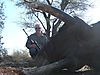 Tony_Quilter_Elephant_2013_161.jpg