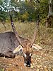 Waterbuck18.JPG