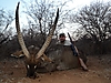 Waterbuck24.jpg