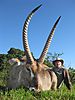 Waterbuck_hunted_with_Andrew_Harvey_Safaris.JPG