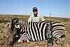 Zebra_-_May_2009.jpg