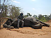 Zimbabwe_2012_2nd_Elephant.JPG