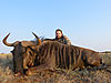 aaron-blue-wildebeest-1st-animal.jpg