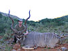 alejandro-with-kudu.jpg