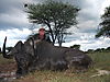 back-wildebeest.jpg