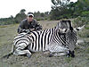 big-zebra.jpg