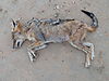 black-backed-jackal.JPG