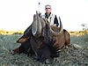black-wildebeest-01.JPG