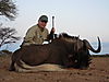 black-wildebeest-03.JPG