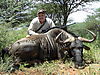 blue-wildebeest10.JPG