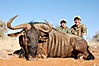 blue_Wildebeest_Tripp_Baber.JPG