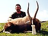 bontebok1.jpg