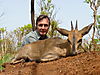 bush_duiker.jpeg