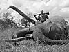 chasse-elephant-afrique.JPG