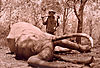 chasse-elephant-tanzanie-244-cm.jpg