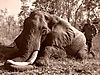 chasse-elephant-tanzanie.JPG
