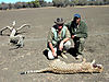 cheetah_hunting-09.jpg