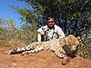 cheetah_hunting-10.jpg