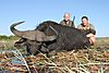 chobe_flood_plains_buffalo.JPG