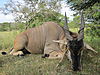 east-african-eland-hunting.JPG