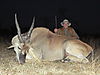 eland-01.JPG