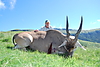 eland-hunt.jpeg