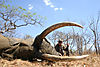 elephant-hundred-pounder-.jpeg