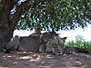 free_range_namibian_lions_1_.JPG