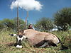 gemsbok-022.jpg