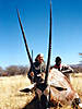 gemsbok-oryx-hunting.jpg