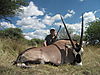 gemsbok26.jpg