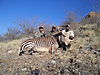 hunting-africa-1166.JPG