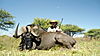 hunting-africa-1252.JPG