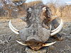 hunting-africa-1358.JPG