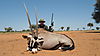 hunting-africa-1376.JPG