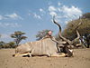 hunting-africa-1388.JPG