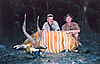 hunting-bongo-3.jpg