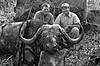 hunting-buffalo-002.jpg