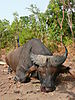 hunting-buffalo-023.JPG