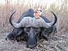 hunting-buffalo-03.jpg