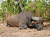 hunting-buffalo-032.JPG