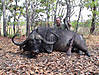 hunting-buffalo-49.jpg