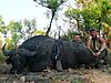 hunting-buffalo-africa-03.JPG